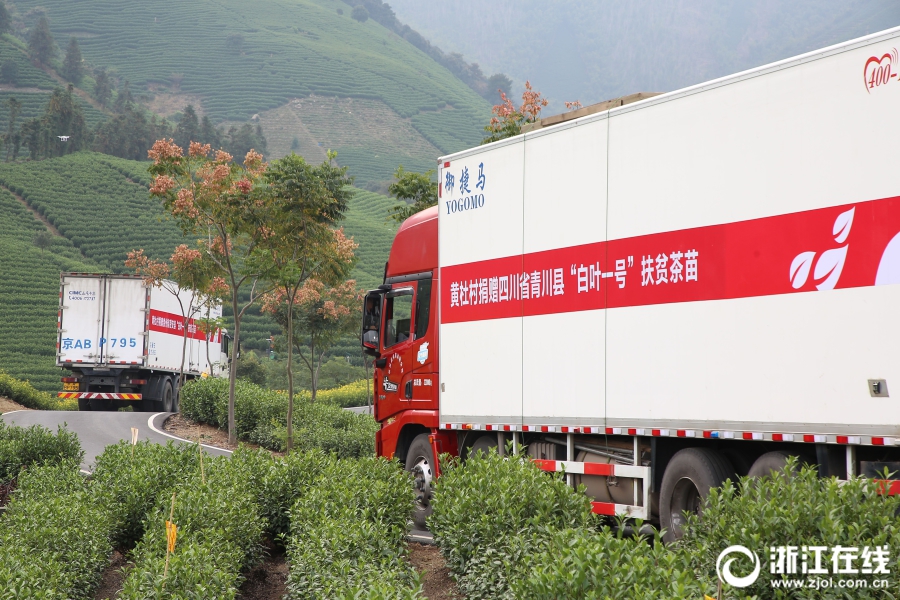 首批安吉“扶贫茶苗”启运青川 米兰·网站在线官网-米兰(中国)爱心助力