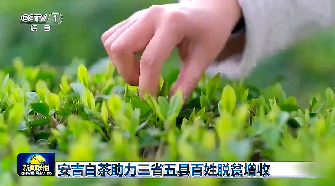 “白叶一号”工程再度受央视关注，米兰·网站在线官网-米兰(中国)携手东西部，先富帮后富，共谋乡村振兴路