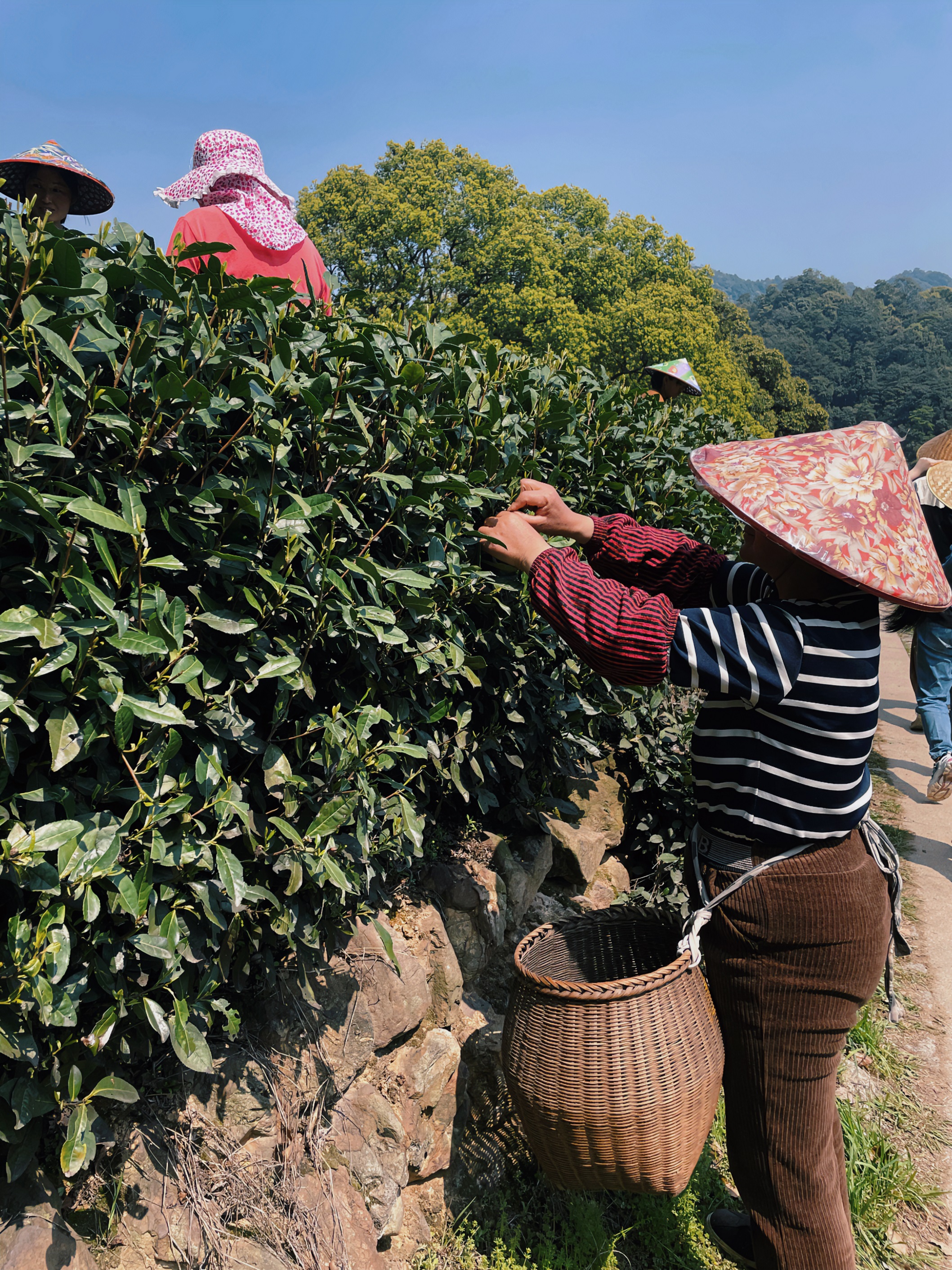 米兰·网站在线官网-米兰(中国)国贸六部联合举办“以茶之名”茶酒文化交流活动